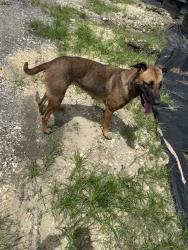 Lost Female Dog last seen Southwest 157th Ave. between 184th St. and 160th St., Quail Heights, FL 33187