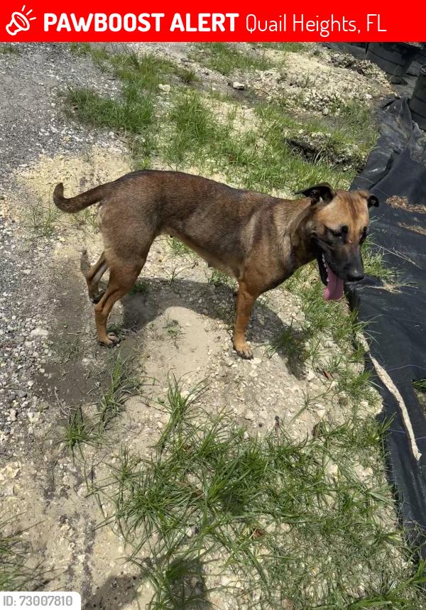 Lost Female Dog last seen Southwest 157th Ave. between 184th St. and 160th St., Quail Heights, FL 33187