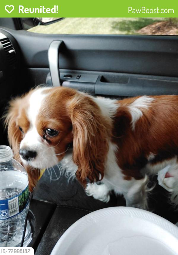 Reunited Male Dog last seen Kempton Run Rd. , Columbus, OH 43235
