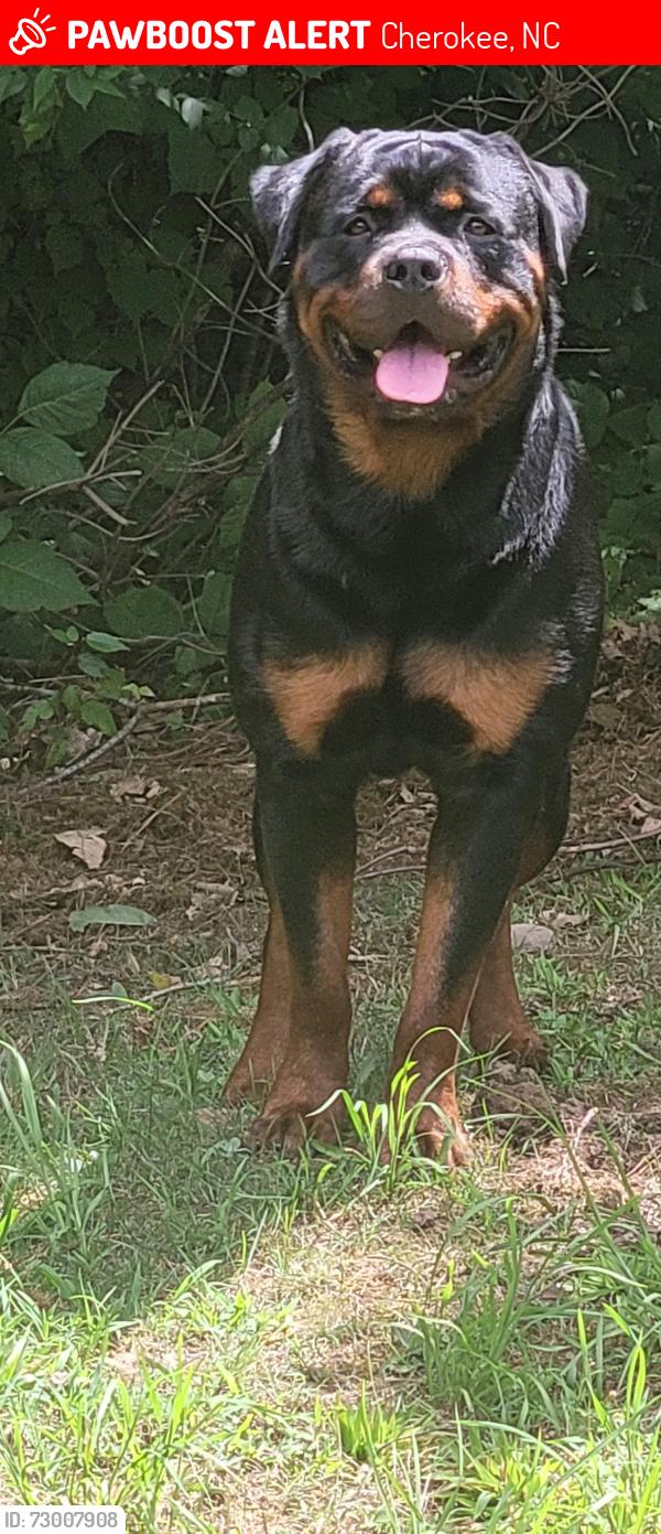Lost Male Dog last seen Harrah's Cherokee Casino, Cherokee, NC 28719