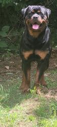 Lost Male Dog last seen Harrah's Cherokee Casino, Cherokee, NC 28719