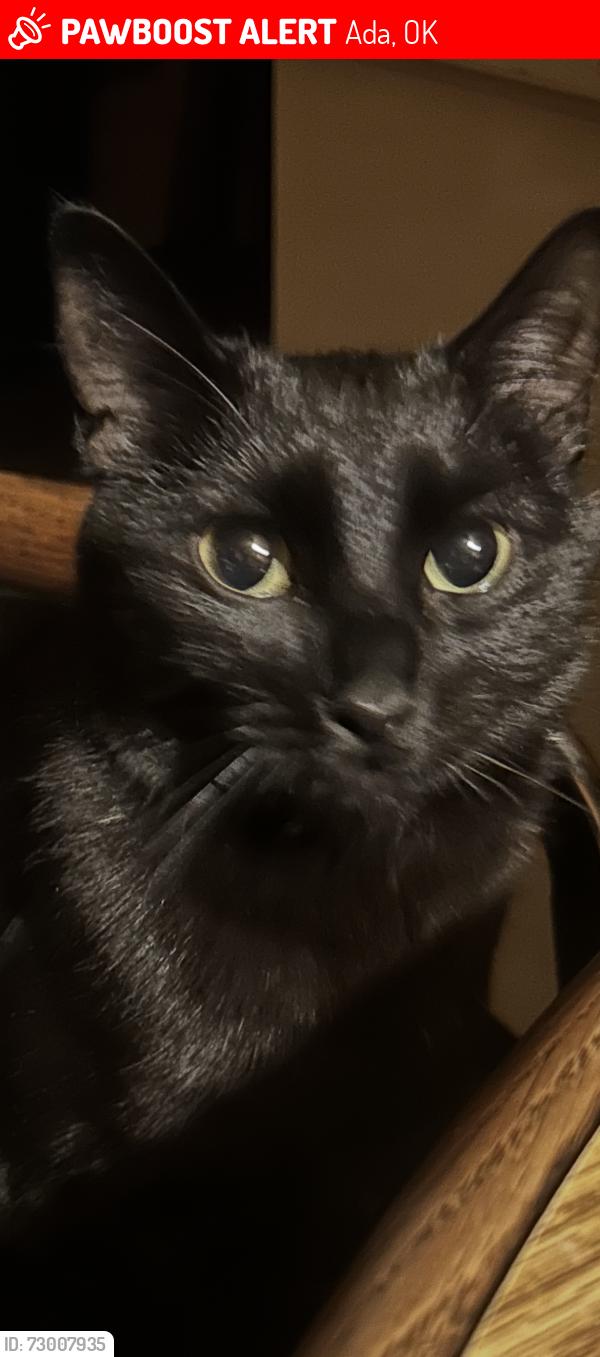 Lost Male Cat last seen Hey 19 , Ada Oklahoma, Stratford Oklahoma, Ada, OK 74820