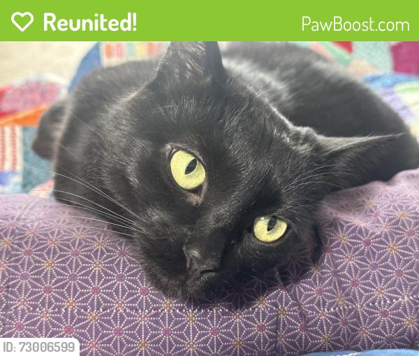 Reunited Male Cat last seen Roselawn and Riverside, Allouez, WI 54301