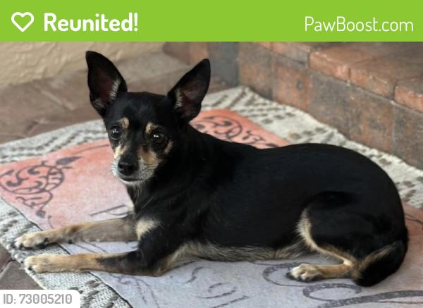 Reunited Female Dog last seen Lake Ida Rd, SD Spady Elementary school, Delray Beach, FL 33444