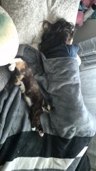 Lost Female Cat last seen Paynter Ave, Caldwell, ID 83605