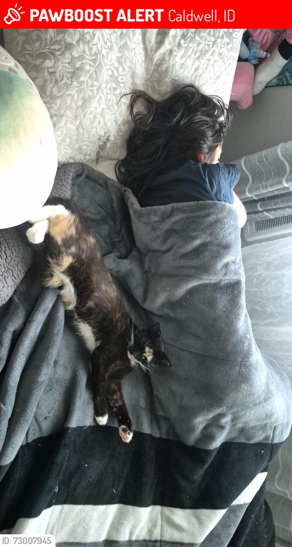 Lost Female Cat last seen Paynter Ave, Caldwell, ID 83605