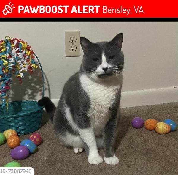 Lost Male Cat last seen Bensley , Bensley, VA 23237