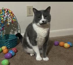 Lost Male Cat last seen Bensley , Bensley, VA 23237