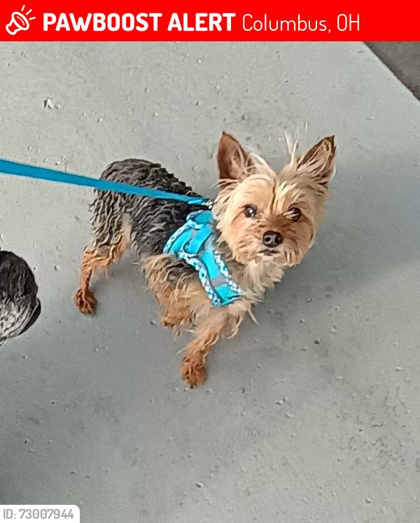 Lost Male Dog last seen Sullivant ave and Binns Blvd, Columbus, OH 43204