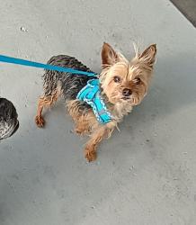 Lost Male Dog last seen Sullivant ave and Binns Blvd, Columbus, OH 43204