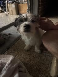 Reunited Male Dog last seen State School/Robinson Rd in Corinth , Denton, TX 76210