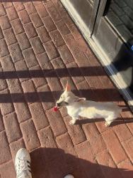Found/Stray Unknown Dog last seen Right outside of Eddie’s Pizza, Stockton, CA 95210