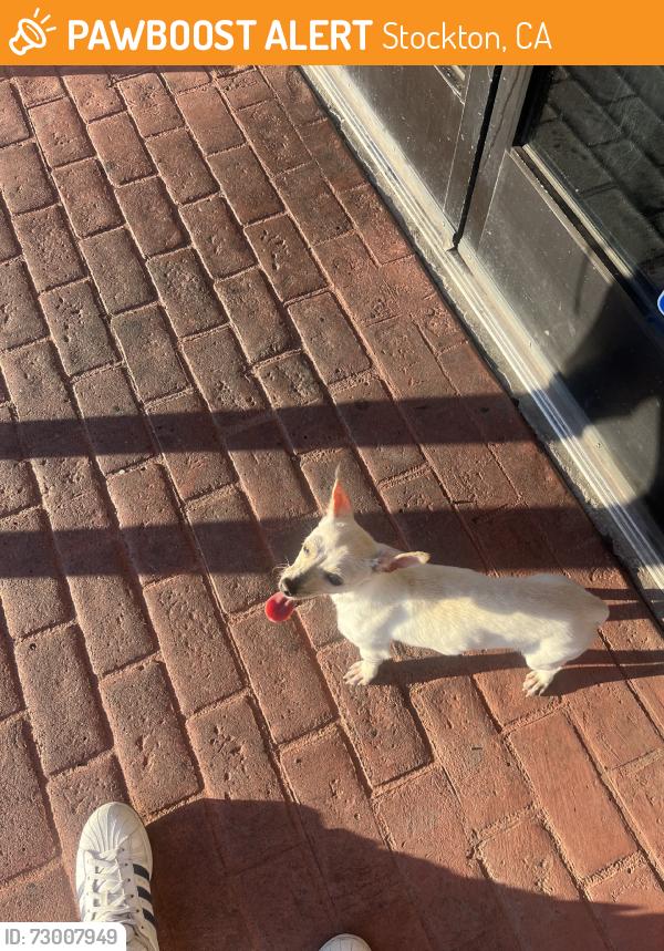 Found/Stray Unknown Dog last seen Right outside of Eddie’s Pizza, Stockton, CA 95210