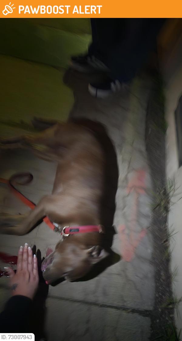 Found/Stray Female Dog last seen Glen, Colorado Springs, CO 80903