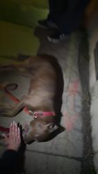 Found/Stray Female Dog last seen Glen, Colorado Springs, CO 80903