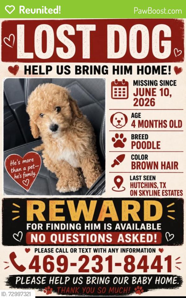 Reunited Male Dog last seen Skyline ests and I45, Hutchins, TX 75141