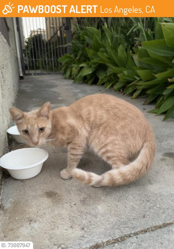 Found/Stray Unknown Cat last seen Armacost Nebraska, Los Angeles, CA 90025