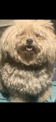 Lost Male Dog last seen 9th and magnolia, Long Beach, CA 90813