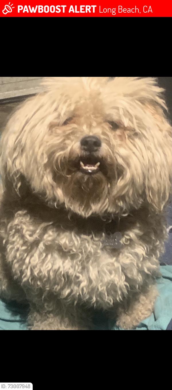 Lost Male Dog last seen 9th and magnolia, Long Beach, CA 90813
