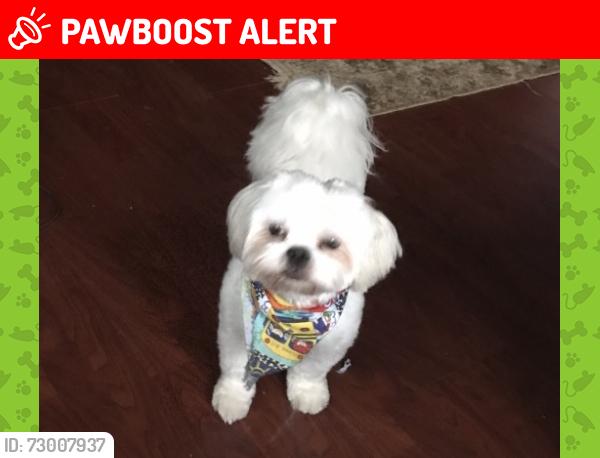 Lost Male Dog last seen Hadden Bay and Lake Paddock , Spanish Lake Township, MO 63033