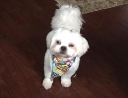 Lost Male Dog last seen Hadden Bay and Lake Paddock , Spanish Lake Township, MO 63033