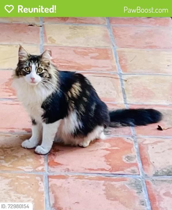 Reunited Female Cat last seen Dunstan between Shepherd and Whitley, Houston, TX 77005