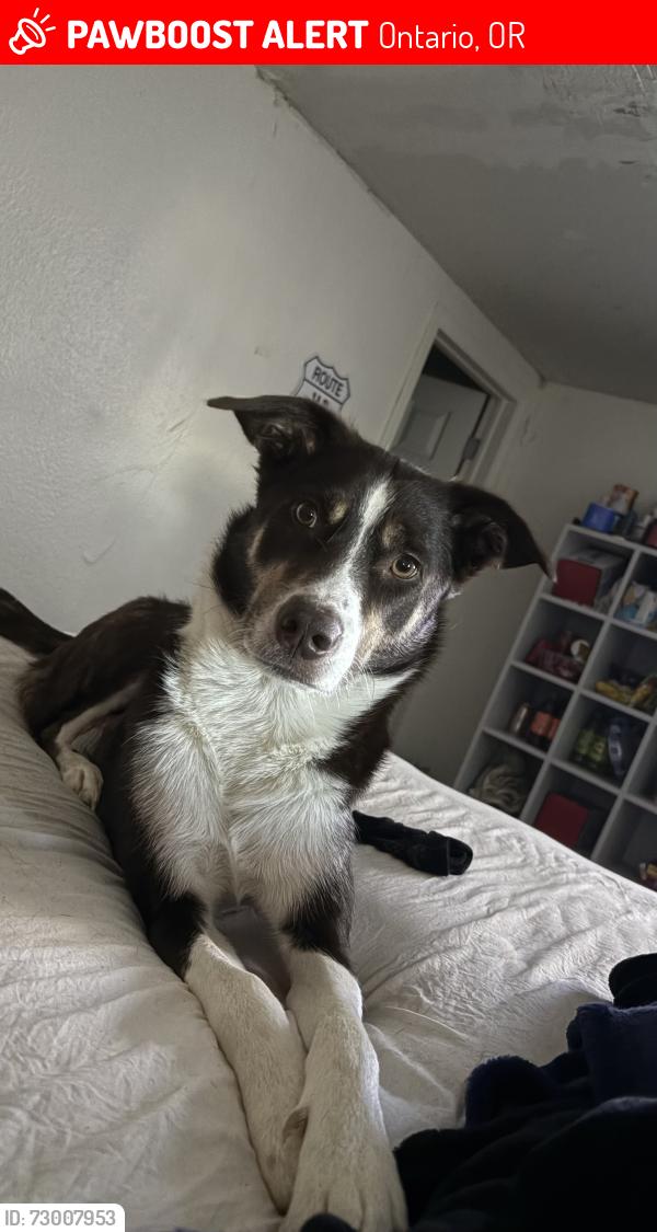 Lost Female Dog last seen By our hse, Ontario, OR 97914