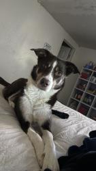Lost Female Dog last seen By our hse, Ontario, OR 97914