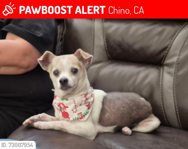 Lost Male Dog last seen Lupe court , Chino, CA 91710