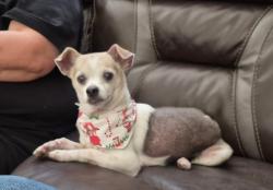 Lost Male Dog last seen Lupe court , Chino, CA 91710