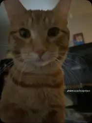 Lost Male Cat last seen East 26th st, Sioux Falls, SD 57105