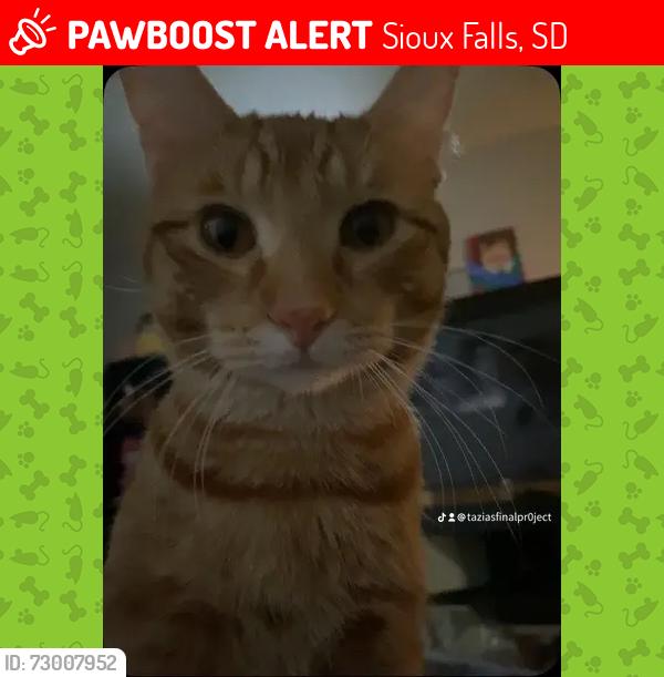 Lost Male Cat last seen East 26th st, Sioux Falls, SD 57105