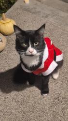 Lost Male Cat last seen Paynter Ave, Caldwell, ID 83605