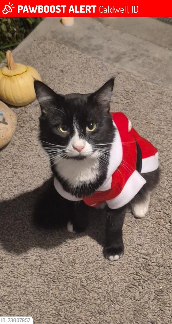 Lost Male Cat last seen Paynter Ave, Caldwell, ID 83605