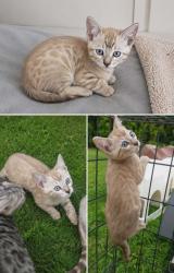 Lost Female Cat last seen Kline street weston, Weston, NSW 2326