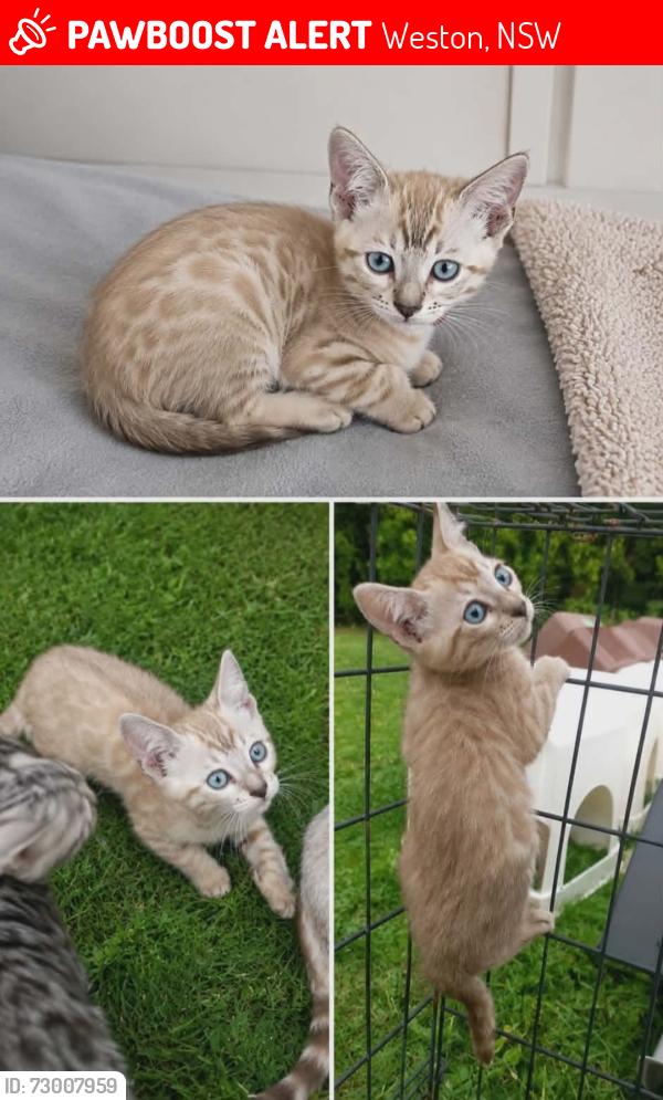 Lost Female Cat last seen Kline street weston, Weston, NSW 2326