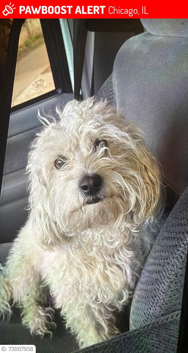 Lost Male Dog last seen 26th street, Chicago, IL 60623