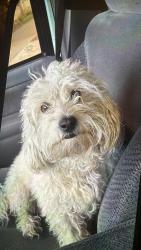 Lost Male Dog last seen 26th street, Chicago, IL 60623