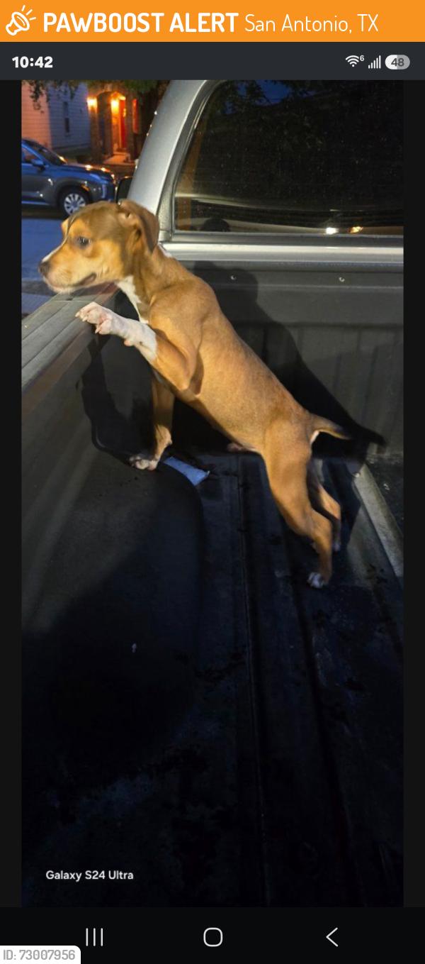 Found/Stray Male Dog last seen Bridgewood Subdivision, San Antonio, TX 78254