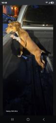 Found/Stray Male Dog last seen Bridgewood Subdivision, San Antonio, TX 78254