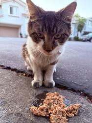 Found/Stray Unknown Cat last seen Auburn Blvd and Creekside ln, Citrus Heights, CA 95621