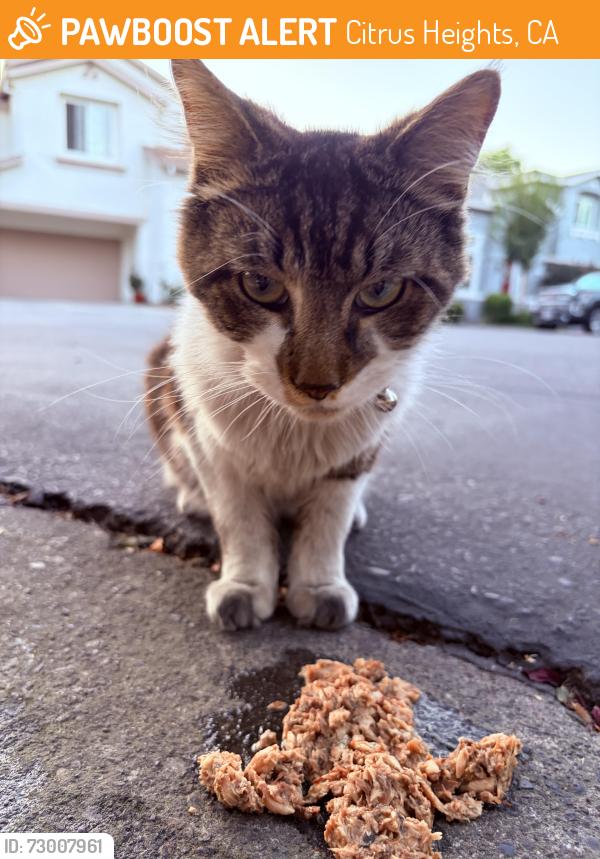Found/Stray Unknown Cat last seen Auburn Blvd and Creekside ln, Citrus Heights, CA 95621