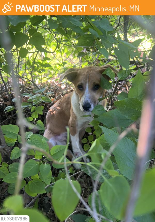 Found/Stray Female Dog last seen 33rd at s and Oakland ave, Minneapolis, MN 55407