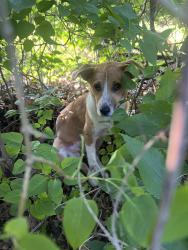 Found/Stray Female Dog last seen 33rd at s and Oakland ave, Minneapolis, MN 55407
