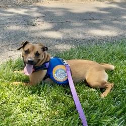 Shelter Stray Female Dog last seen , 328 Furman Hall Rd, Greenville, SC 29609, USA