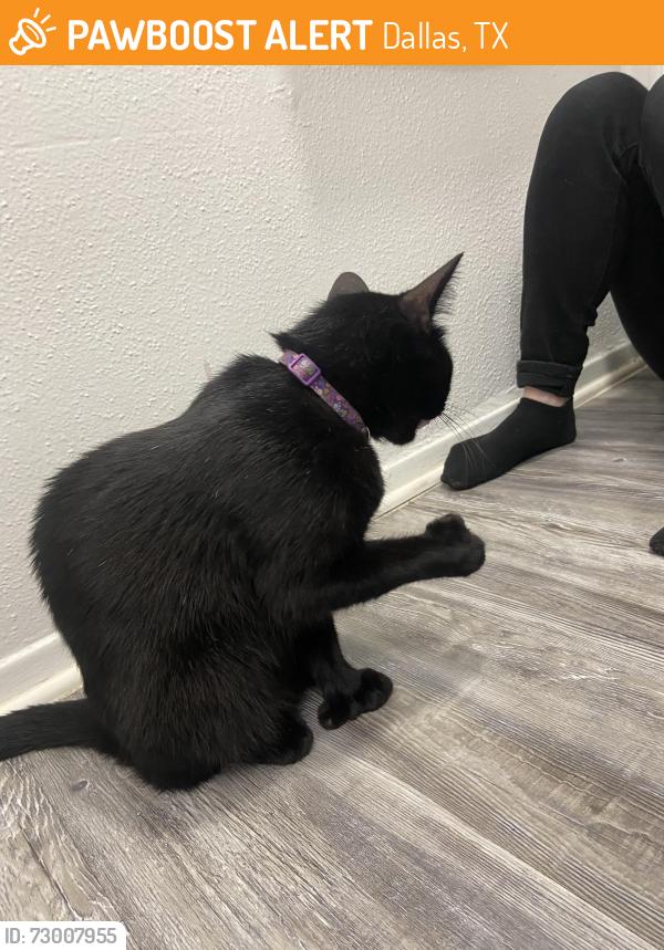 Found/Stray Female Cat last seen At CVS nearby, Dallas, TX 75231
