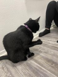 Found/Stray Female Cat last seen At CVS nearby, Dallas, TX 75231