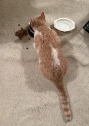 Found/Stray Male Cat last seen North Hills Drive, Raleigh, NC 27609
