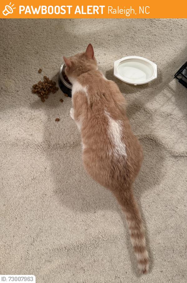 Found/Stray Male Cat last seen North Hills Drive, Raleigh, NC 27609