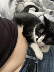 Lost Female Cat last seen Near n 93rd strret, Milwaukee, WI 53224